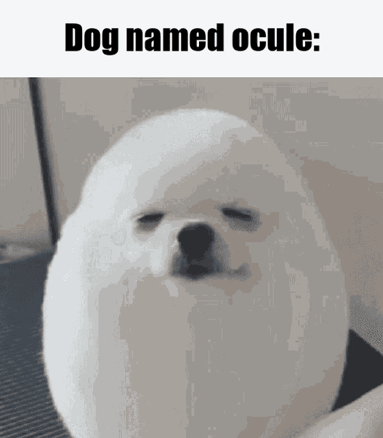 Dog Ocule GIF - Dog Ocule Eggdog GIFs