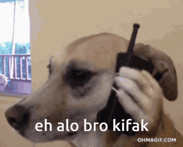 a dog is talking on a cell phone with the words eh alo bro kifak below it
