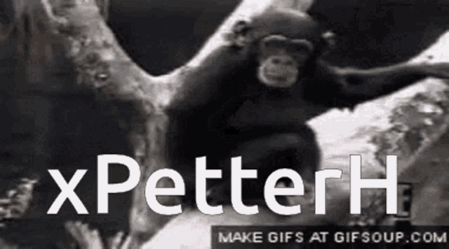 a chimpanzee is sitting on a tree branch with the words " xpetterh " in white letters