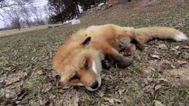a fox is laying on its back in the grass looking at the camera