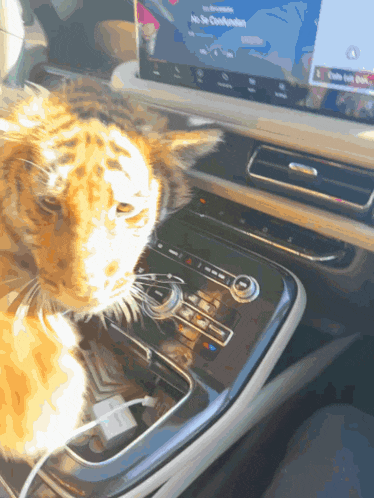 a cat is sitting on the dashboard of a car looking at a screen that says no se confusion