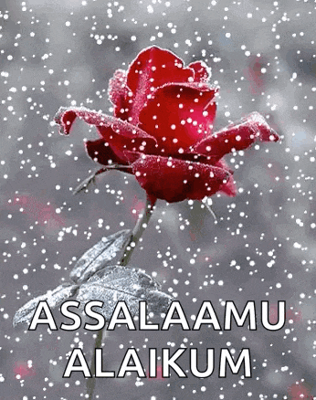 a red rose covered in snow with the words assalamu alaikum written below it .