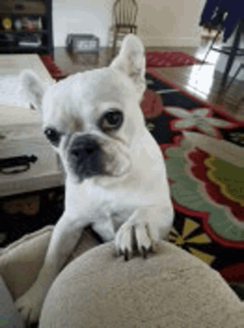 a white bulldog is sitting on a person 's lap in a living room .