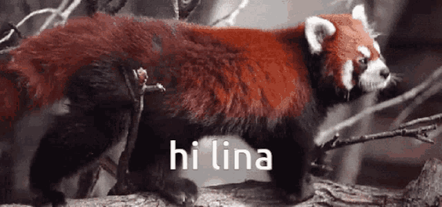 a red panda standing on a tree branch with the words hi lina written below it