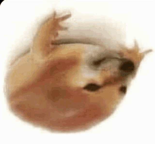 a dog is laying down on its back on a white surface .
