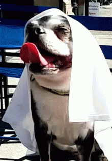 One With The Force Dog GIF - One With The Force Dog Funny Animals GIFs