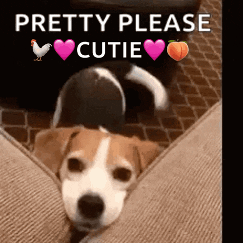 a brown and white dog is laying on a couch with the words pretty please cutie above it