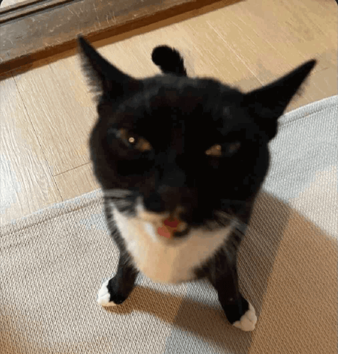 Cat Ugly Meme - Cat Ugly Png - Discover & Share GIFs