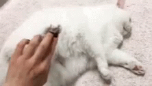 Cat Error GIF - Cat Error Derp GIFs