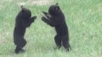 Bearfight Babybears GIF - Bearfight Babybears Cute GIFs
