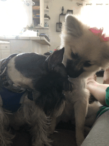 a black and white dog with a pink bow on its head