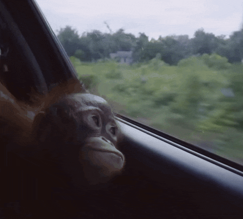 a monkey peeking out of a car window