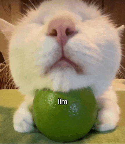 a close up of a cat holding a lime with the word lim on it