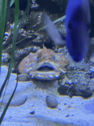 a fish is swimming in a tank with a blue fish behind it