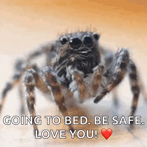 Spider Insects GIF - Spider Insects GIFs