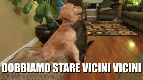 Vicini Dobbiamo Stare Vicini Vicini Gatto Cane Animali Abbraccio Coccole GIF - Come Closer Dog Cat GIFs