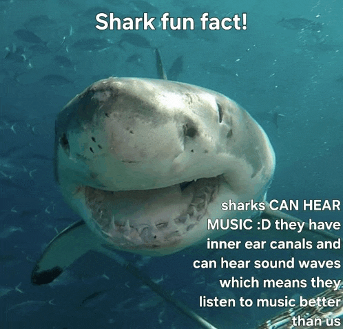 a picture of a shark with the words shark fun fact