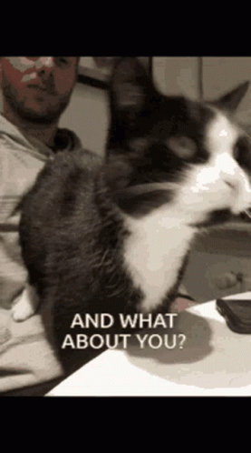 Cats And What About You GIF