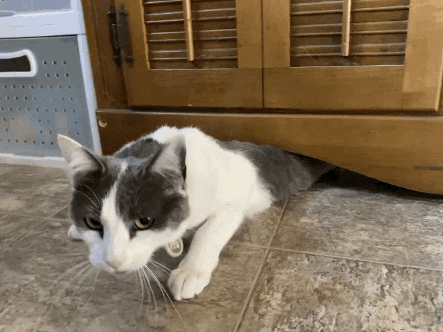 Cats Squeeze GIF - Cats Squeeze GIFs