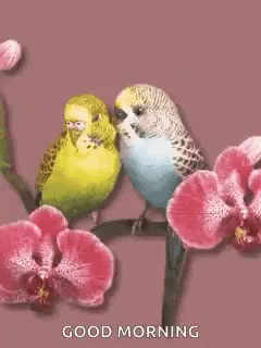 Birds Love Birds GIF - Birds Love Birds Kiss GIFs