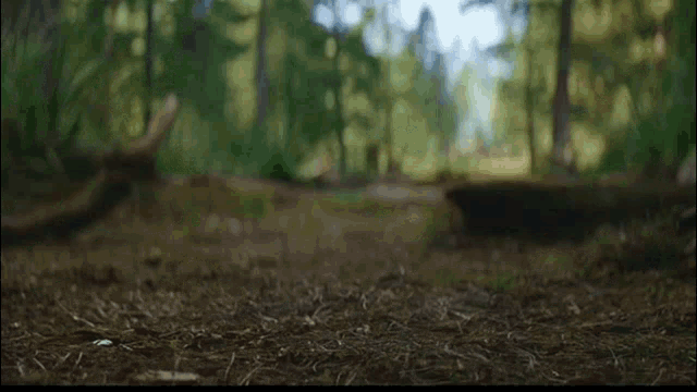 a blurred image of a person walking through a forest .
