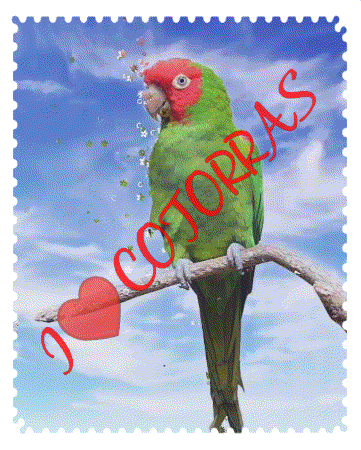 Cotorrassionn Lovecotorras GIF