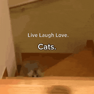 a picture of a cat with the words " live laugh love cats " on it