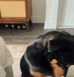 a black and brown dog laying on a couch in front of a wicker cabinet