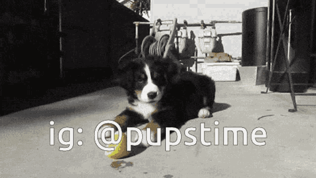 Love Puppies GIF - Love Puppies GIFs
