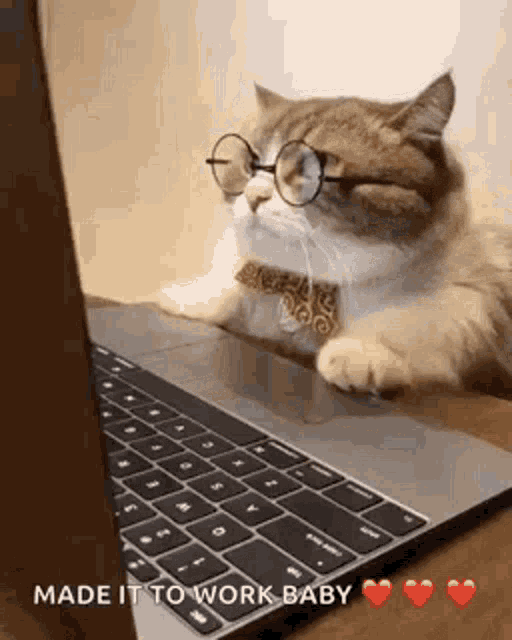 Business Cat Working GIF - Business Cat Working Cat GIFs