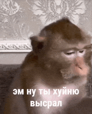 a monkey is sitting in front of a wall with a foreign language written on it