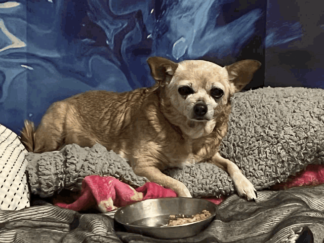 a small dog is laying on a bed next to a bowl of dog food