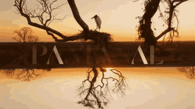 a picture of a bird sitting on a tree branch with the word pastaal written in white letters