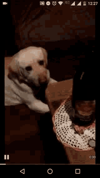 a dog is sitting on a couch next to a table with a bottle of wine on it .