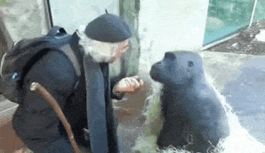 a man with a cane is talking to a gorilla in a zoo .