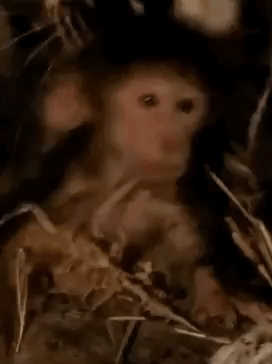 Monkey Sleep GIF - Monkey Sleep GIFs