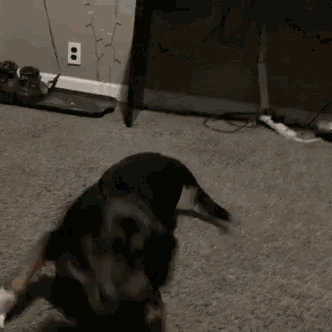 a dog is playing with a toy on a carpet in a room
