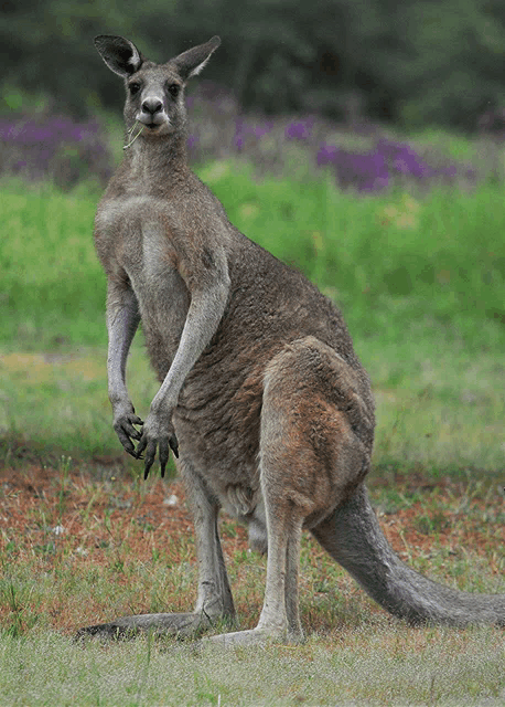 a kangaroo standing on its hind legs in a field with purple flowers in the background