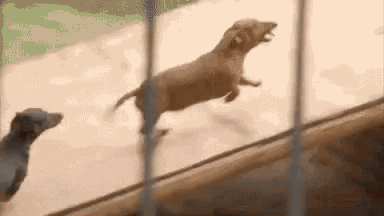 Lion Dogs GIF - Lion Dogs Animals Playing GIFs