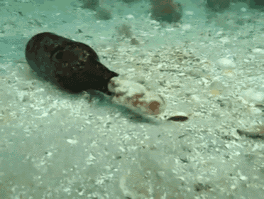 This Little Guy Has A Drinking Problem GIF - Octopus Squeeze Hiding GIFs