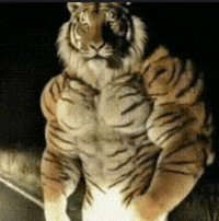 a tiger with muscles is standing on a couch