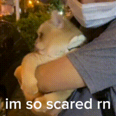 Scared Cat GIF - Scared Cat Scaredcat GIFs