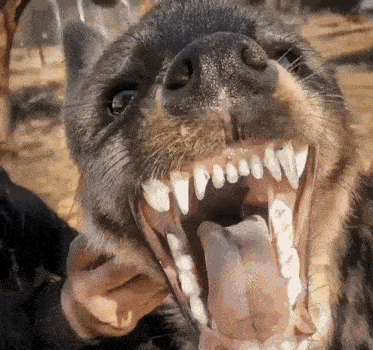 a close up of a dog 's mouth with its mouth open