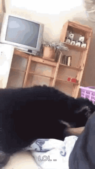 a dog is laying on a person 's lap in a living room next to a television .