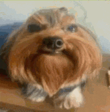 a close up of a dog with a beard