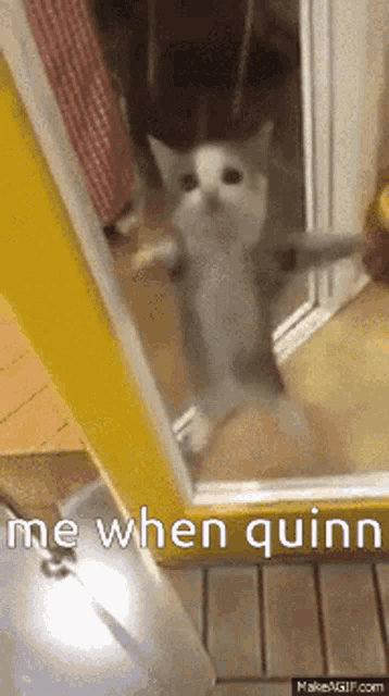a cat is standing in front of a door with the words " me when quinn " written on it