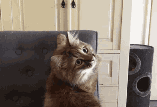 a cat is sitting on a chair and looking up at the camera