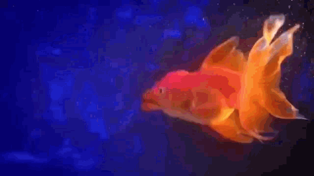 two goldfish are swimming in a tank and one is saying gas