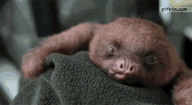 Funny Animals Baby Sloth GIF - Funny Animals Baby Sloth Tounge Out GIFs
