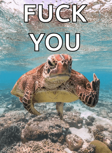 a sea turtle giving the middle finger with the words fuck you written above it